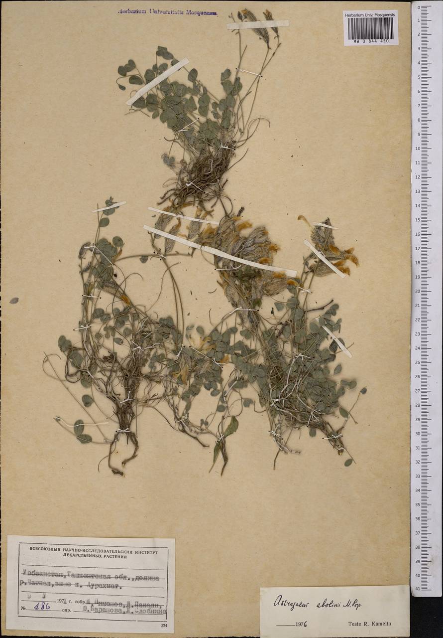 Астрагал Аболина Popov, Средняя Азия и Казахстан, Западный Тянь-Шань и Каратау (M3) (Узбекистан)