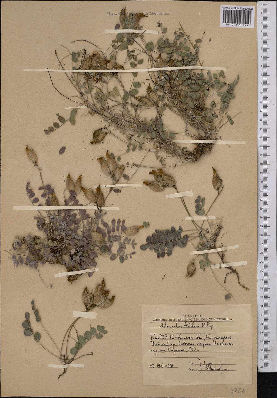 Астрагал Аболина Popov, Средняя Азия и Казахстан, Западный Тянь-Шань и Каратау (M3) (Узбекистан)