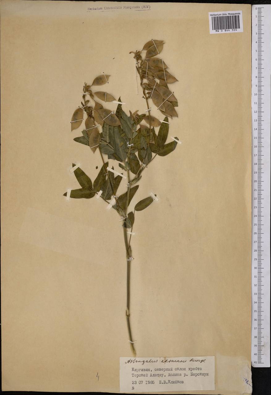 Астрагал аксуйский Bunge, Средняя Азия и Казахстан, Северный и Центральный Тянь-Шань (M4) (Киргизия)