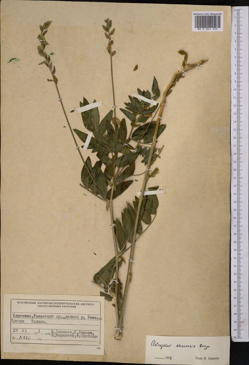 Астрагал аксуйский Bunge, Средняя Азия и Казахстан, Западный Тянь-Шань и Каратау (M3) (Киргизия)