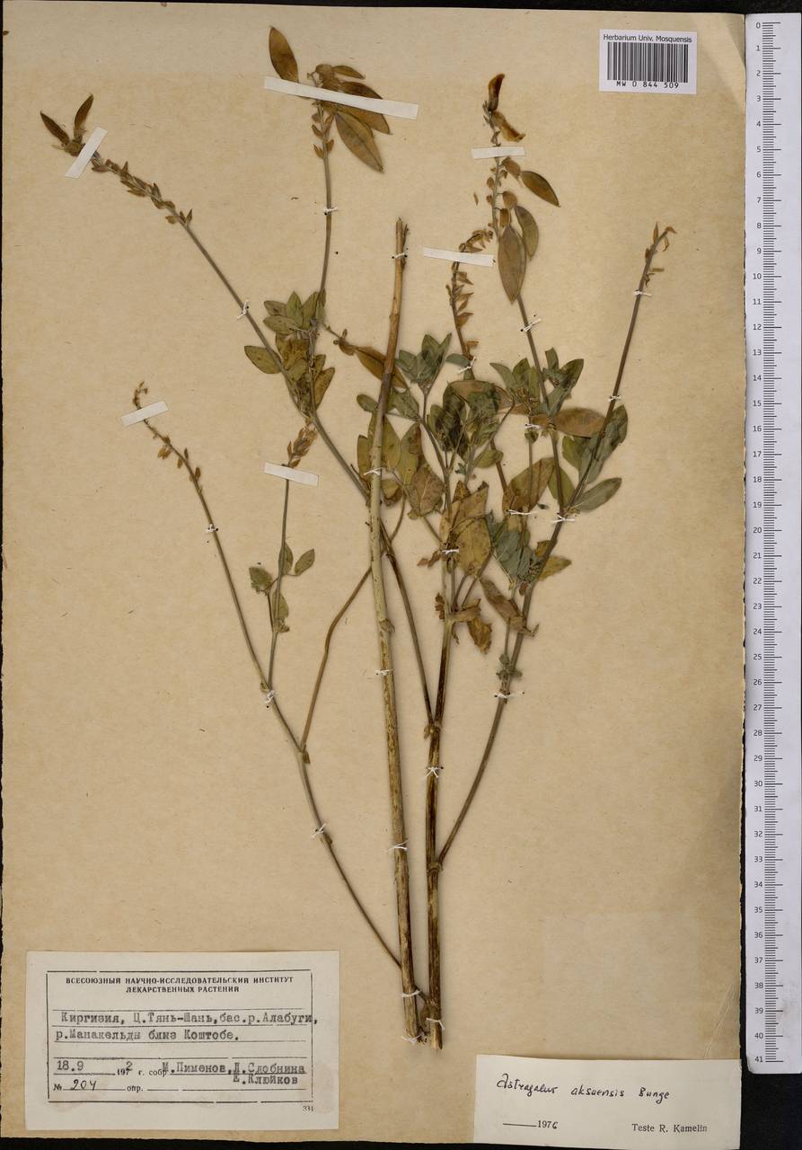 Астрагал аксуйский Bunge, Средняя Азия и Казахстан, Северный и Центральный Тянь-Шань (M4) (Киргизия)