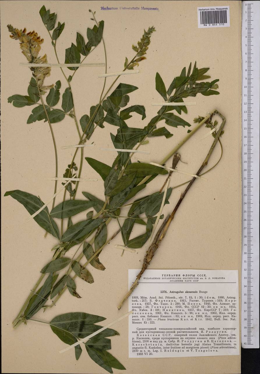 Астрагал аксуйский Bunge, Средняя Азия и Казахстан, Северный и Центральный Тянь-Шань (M4) (Казахстан)