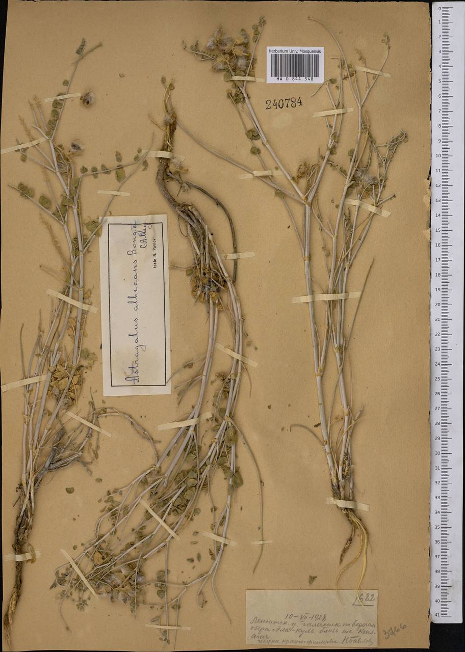 Астрагал белеющий Bong., Средняя Азия и Казахстан, Муюнкумы, Прибалхашье и Бетпак-Дала (M9) (Казахстан)