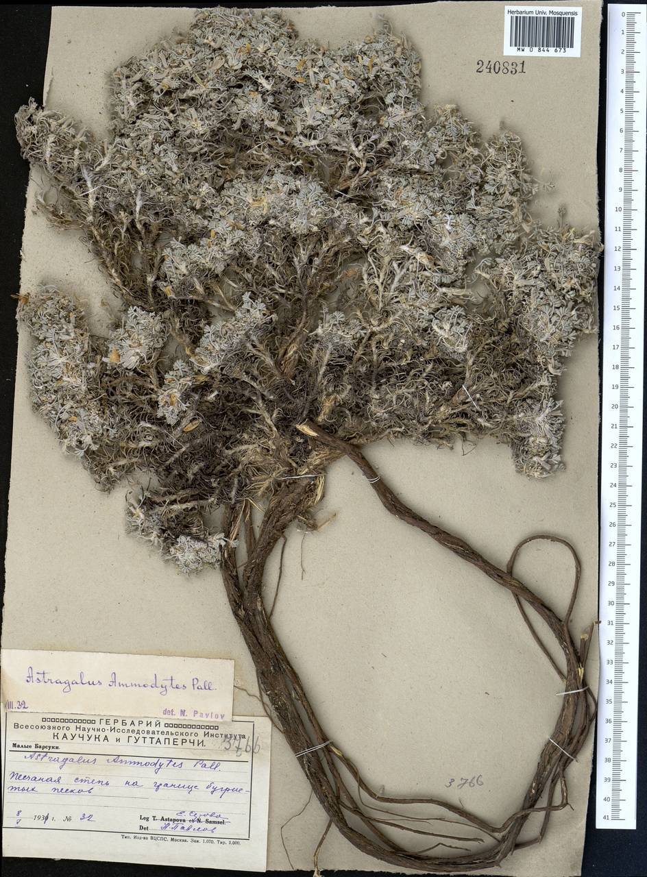 Астрагал песочный Pall., Средняя Азия и Казахстан, Прикаспийский Устюрт и Северное Приаралье (M8) (Казахстан)