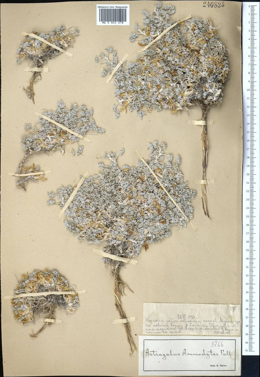 Астрагал песочный Pall., Средняя Азия и Казахстан, Муюнкумы, Прибалхашье и Бетпак-Дала (M9) (Казахстан)