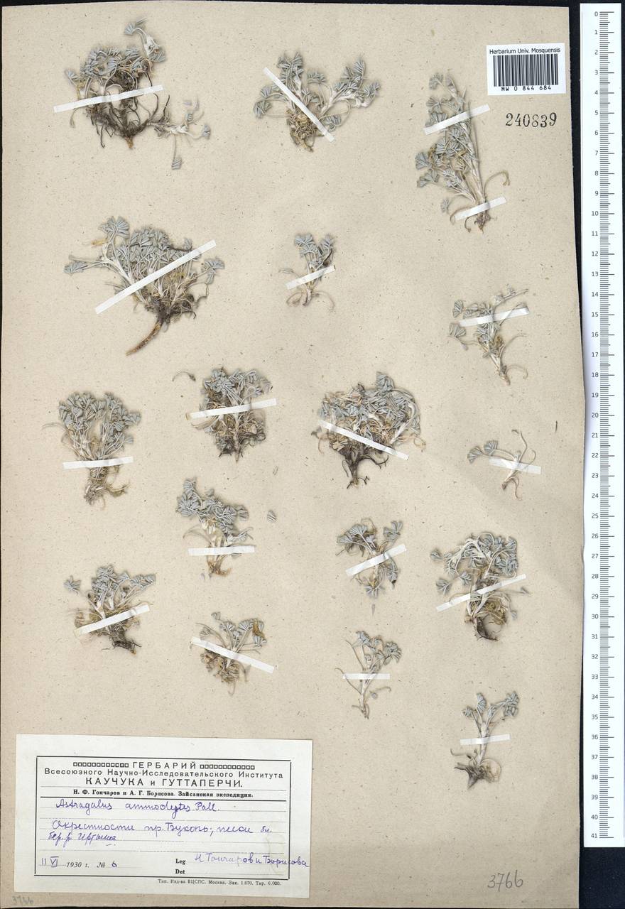 Астрагал песочный Pall., Средняя Азия и Казахстан, Муюнкумы, Прибалхашье и Бетпак-Дала (M9) (Казахстан)