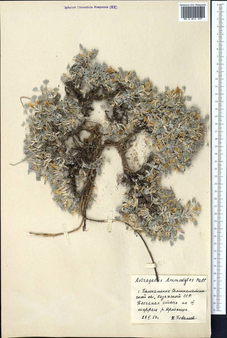 Астрагал песочный Pall., Средняя Азия и Казахстан, Северный и Центральный Казахстан (M10) (Казахстан)
