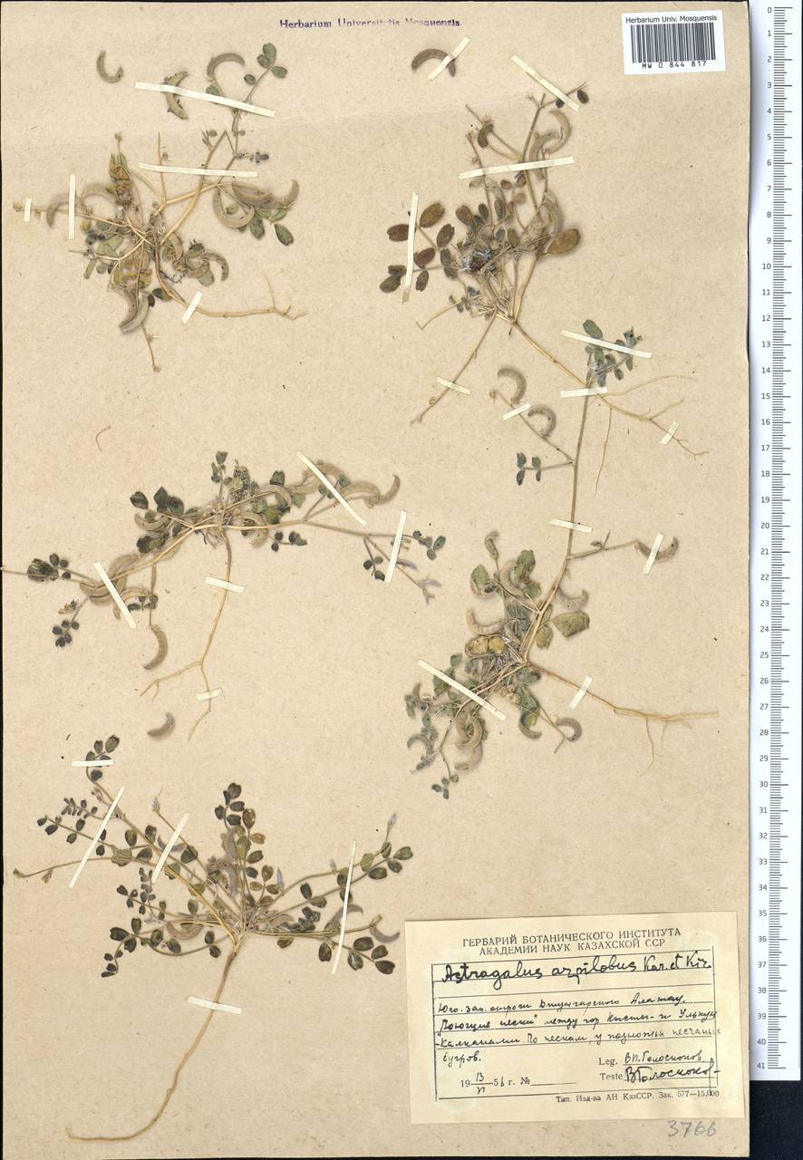 Астрагал серповидный, Средняя Азия и Казахстан, Джунгарский Алатау и Тарбагатай (M5) (Казахстан)