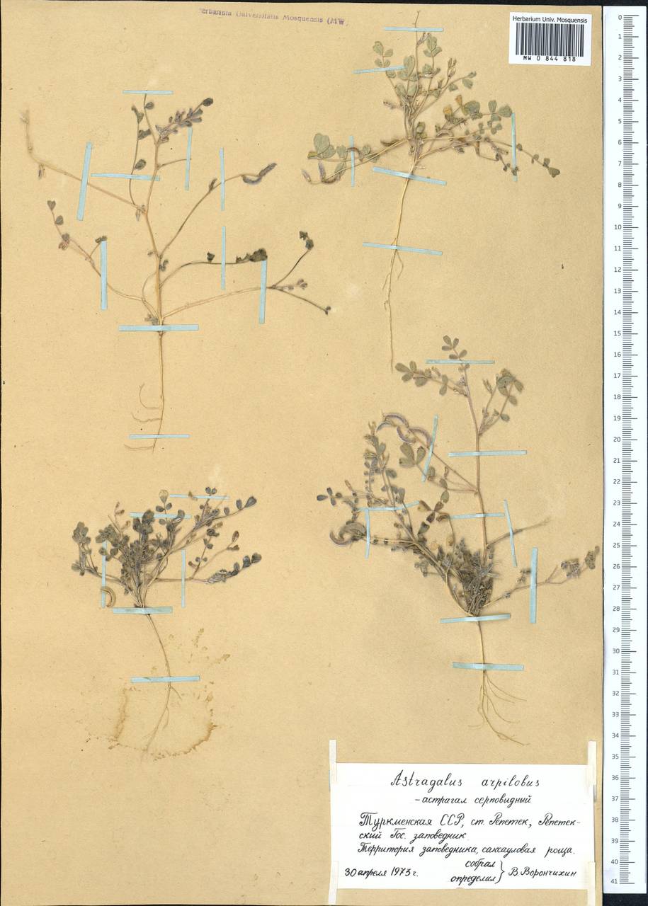 Астрагал серповидный, Средняя Азия и Казахстан, Каракумы (M6) (Туркмения)