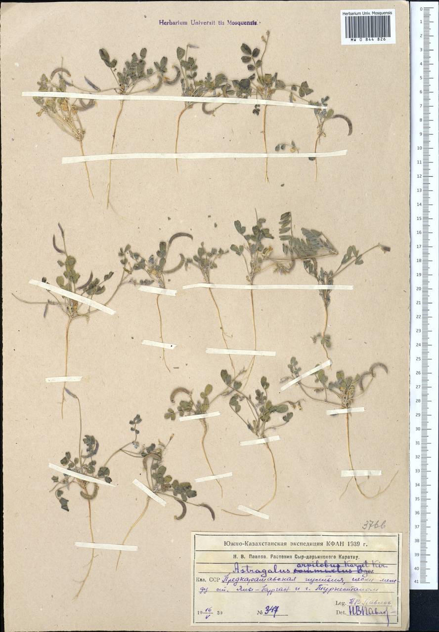Астрагал серповидный, Средняя Азия и Казахстан, Сырдарьинские пустыни и Кызылкумы (M7) (Казахстан)