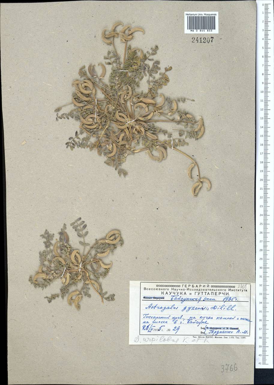 Астрагал серповидный, Средняя Азия и Казахстан, Памир и Памиро-Алай (M2) (Узбекистан)