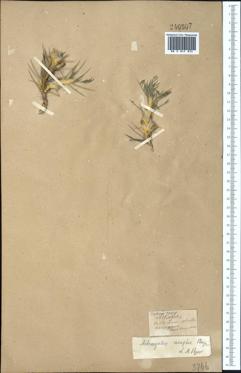 Astragalus asaphes Bunge, Средняя Азия и Казахстан, Памир и Памиро-Алай (M2)