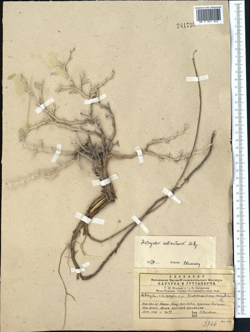 Astragalus aulieatensis Popov, Средняя Азия и Казахстан, Северный и Центральный Тянь-Шань (M4) (Киргизия)