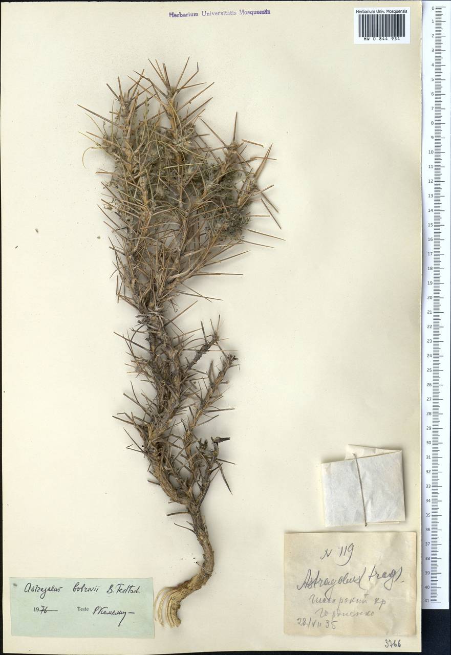 Астрагал Боброва (Nevski) B. Fedtsch., Средняя Азия и Казахстан, Памир и Памиро-Алай (M2) (Узбекистан)