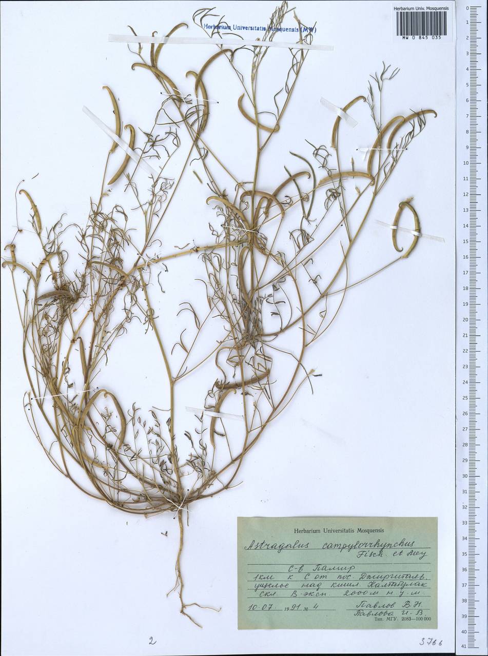Астрагал хоботковый Fischer & C. A. Meyer, Средняя Азия и Казахстан, Памир и Памиро-Алай (M2) (Таджикистан)