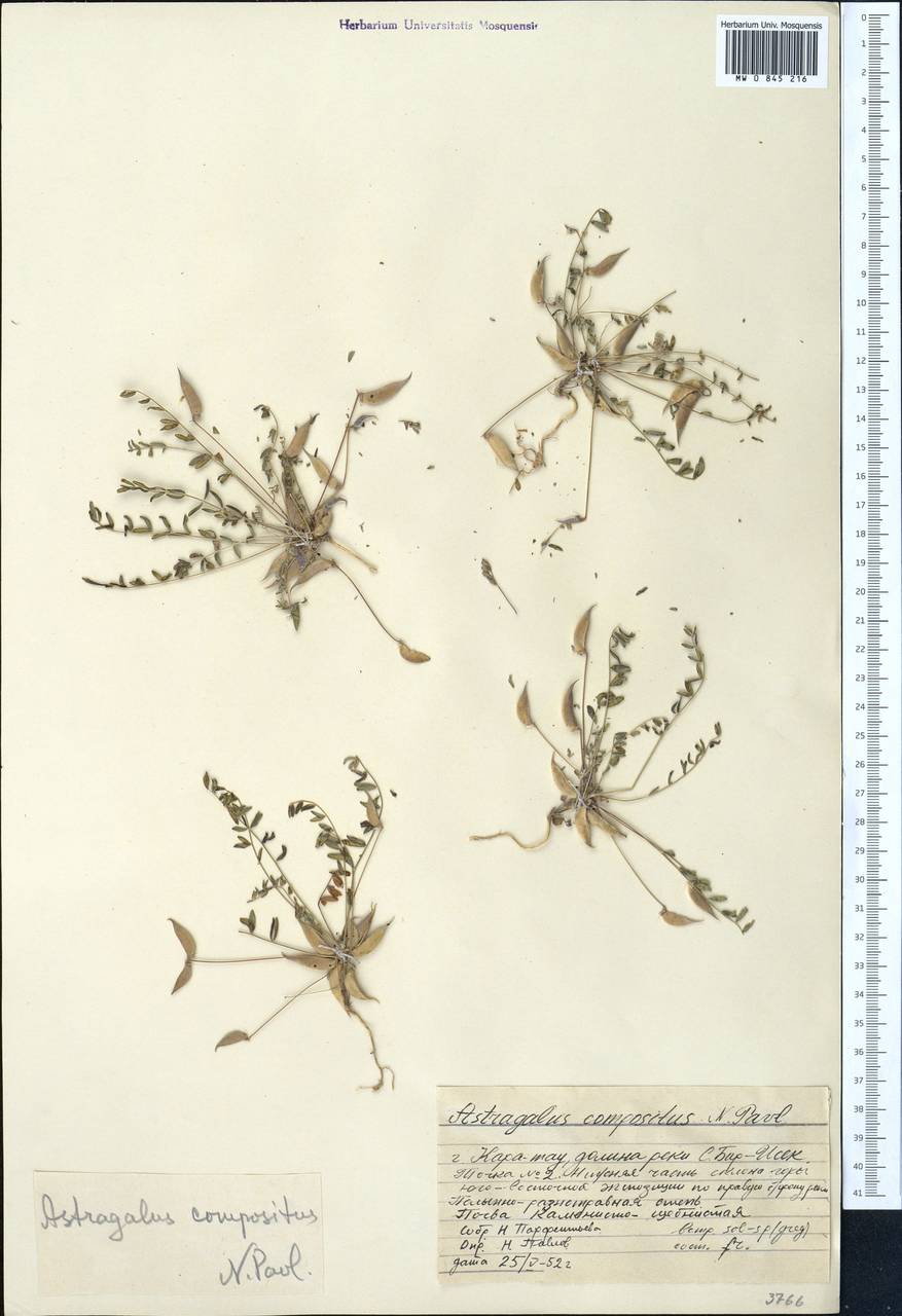 Астрагал сложный Pavlov, Средняя Азия и Казахстан, Западный Тянь-Шань и Каратау (M3) (Казахстан)