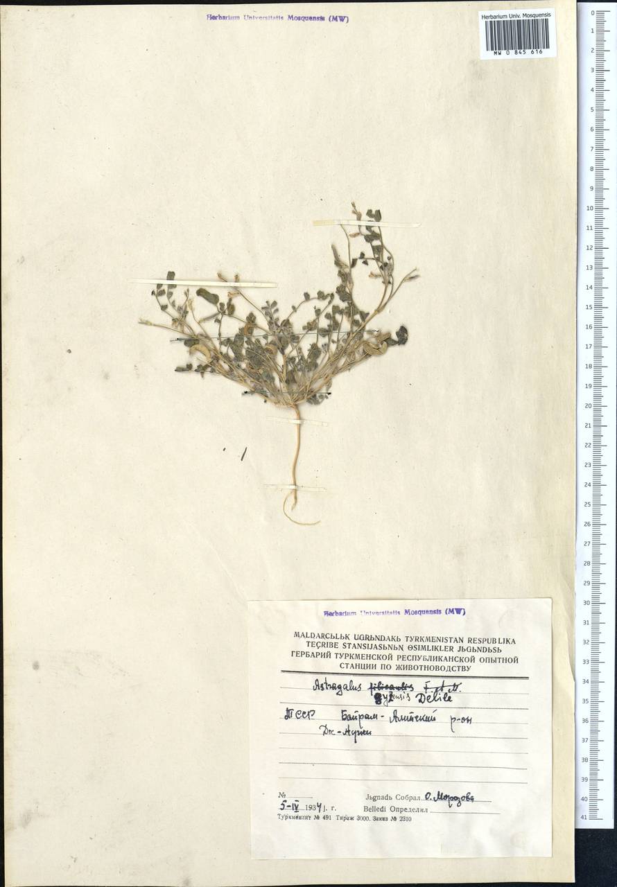 Астрагал серповидный, Средняя Азия и Казахстан, Сырдарьинские пустыни и Кызылкумы (M7)