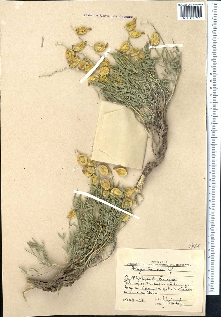 Астрагал Краузе Regel, Средняя Азия и Казахстан, Западный Тянь-Шань и Каратау (M3) (Узбекистан)