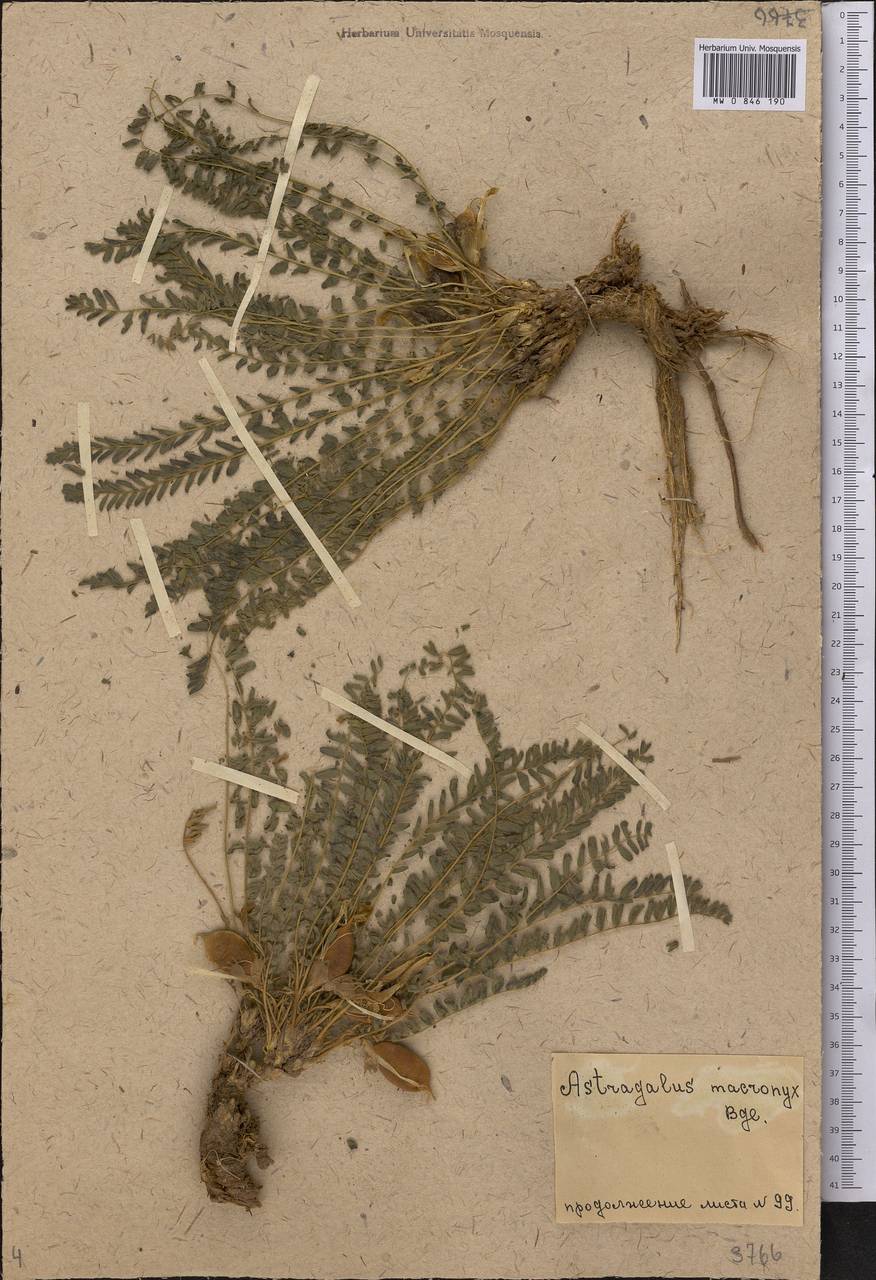 Астрагал длинноноготковый Bunge, Средняя Азия и Казахстан, Северный и Центральный Тянь-Шань (M4) (Казахстан)