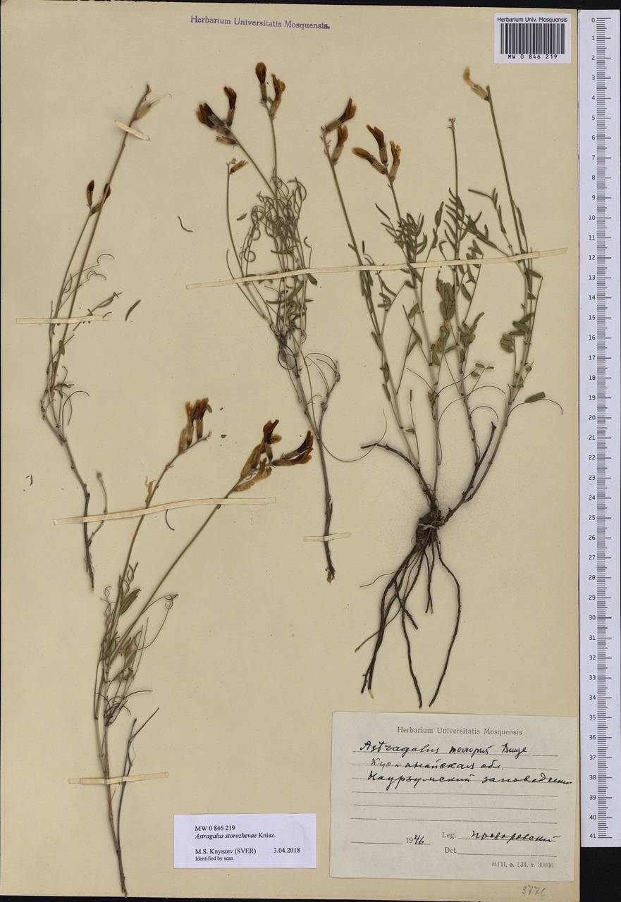 Astragalus storozhevae Knjaz., Средняя Азия и Казахстан, Северный и Центральный Казахстан (M10) (Казахстан)
