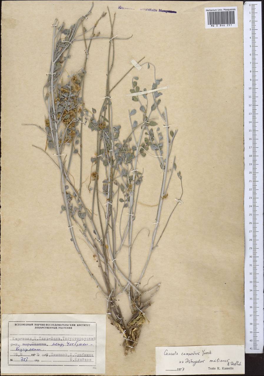 Astragalus mailiensis B.Fedtsch., Средняя Азия и Казахстан, Северный и Центральный Тянь-Шань (M4) (Киргизия)