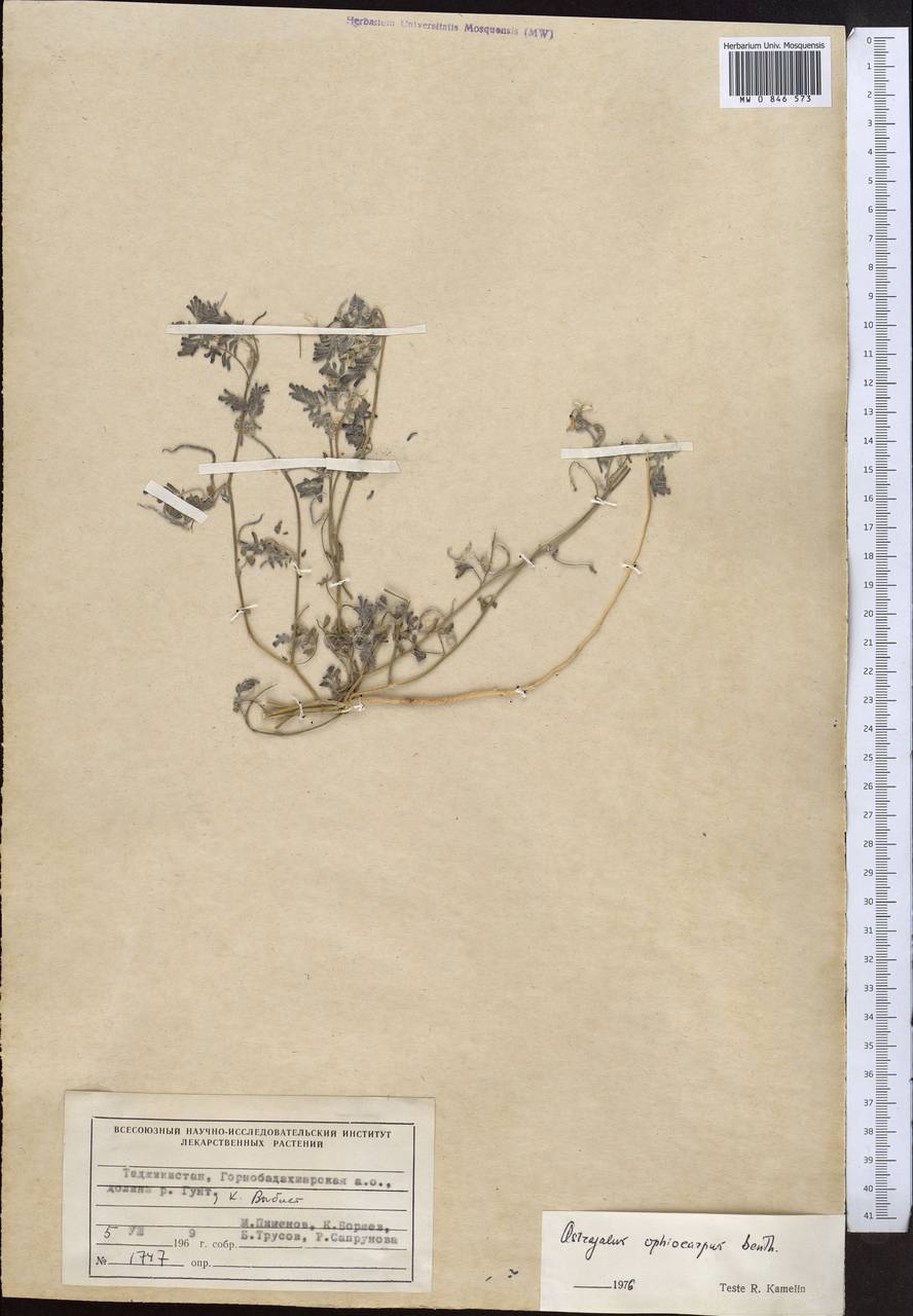 Астрагал змееплодный Benth. ex Bunge, Средняя Азия и Казахстан, Памир и Памиро-Алай (M2) (Таджикистан)