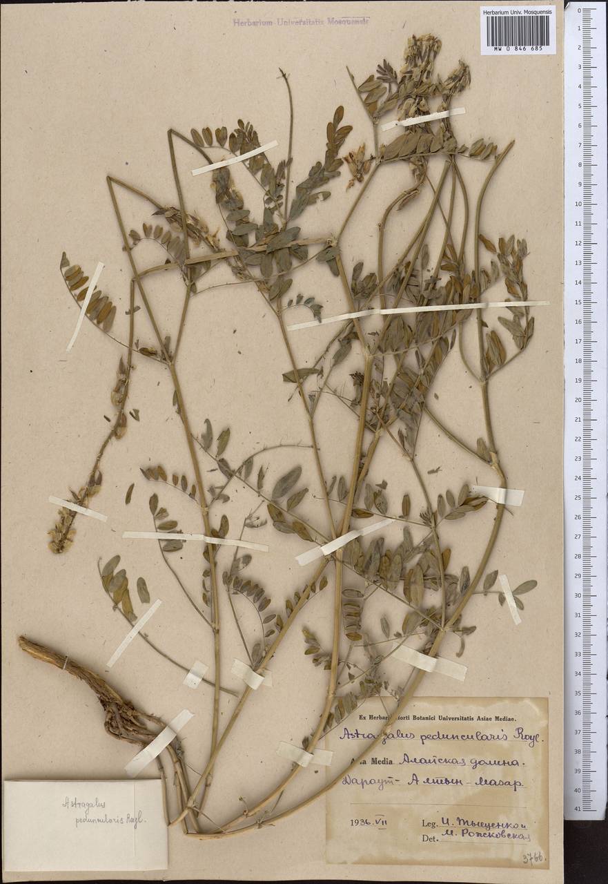 Астрагал цветоножечный Royle ex Benth., Средняя Азия и Казахстан, Памир и Памиро-Алай (M2) (Киргизия)