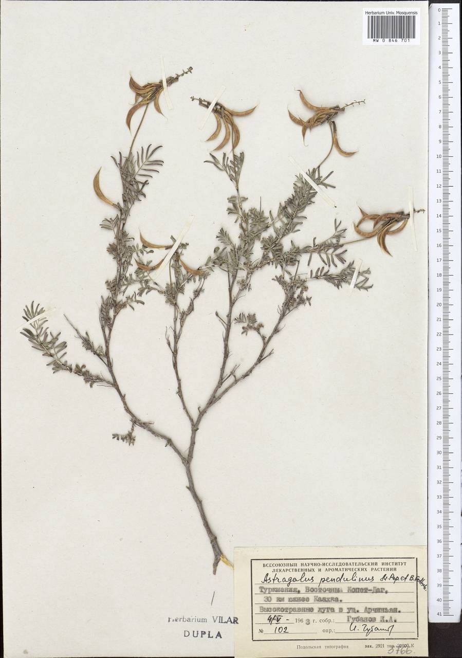 Astragalus pendulinus Popov & B. Fedtsch., Средняя Азия и Казахстан, Копетдаг, Бадхыз, Малый и Большой Балхан (M1) (Туркмения)