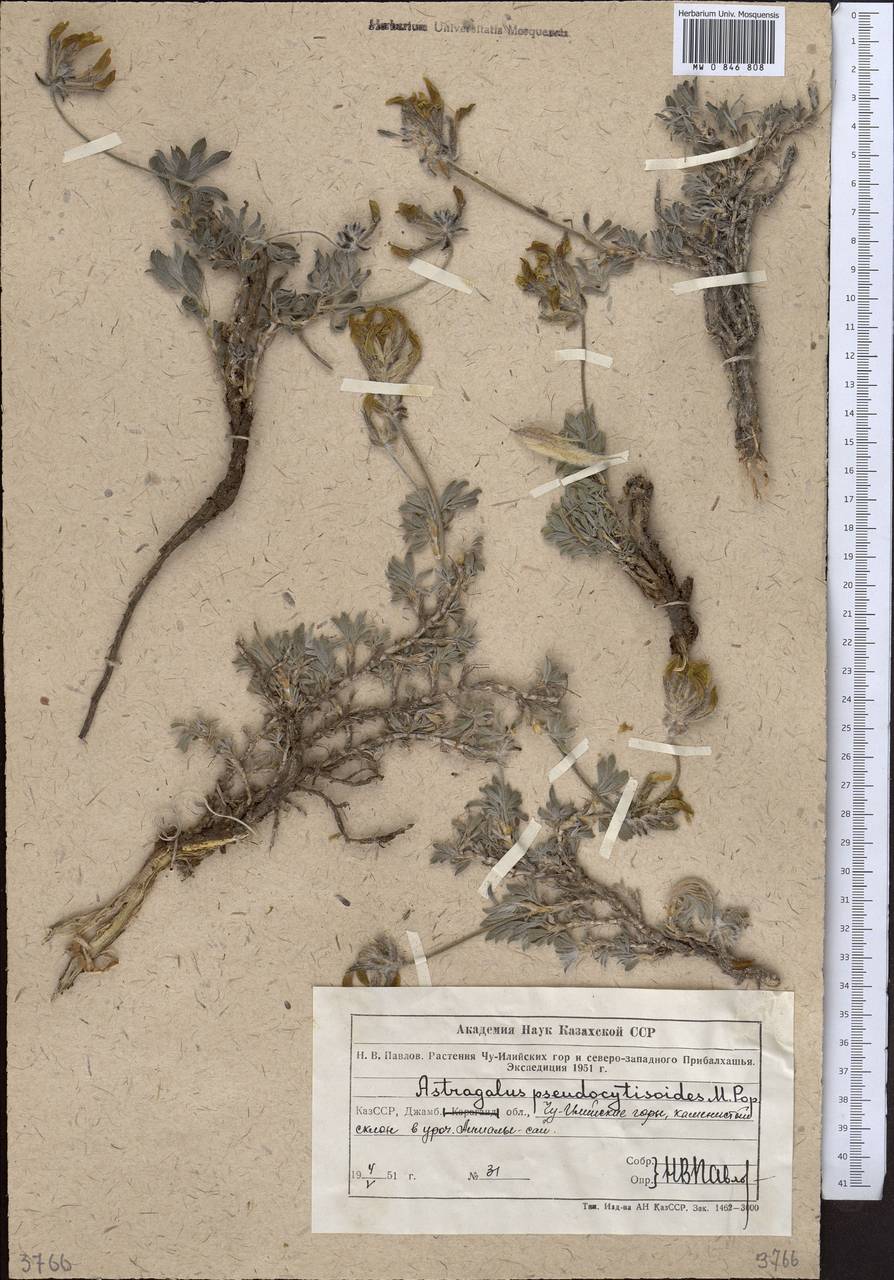 Астрагал ложноракитниковый Popov, Средняя Азия и Казахстан, Северный и Центральный Тянь-Шань (M4) (Казахстан)