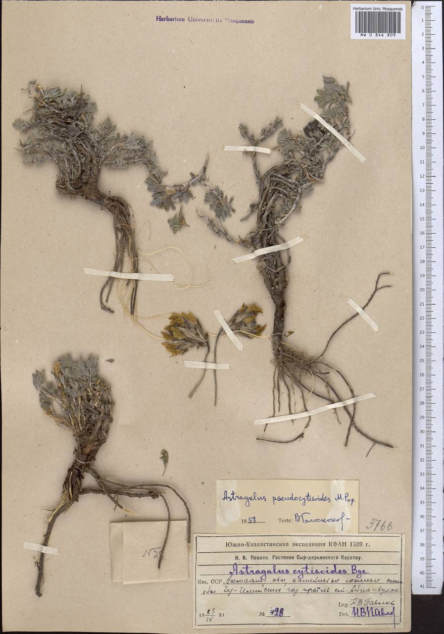 Астрагал ложноракитниковый Popov, Средняя Азия и Казахстан, Северный и Центральный Тянь-Шань (M4) (Казахстан)