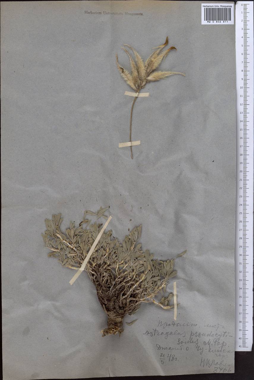 Астрагал ложноракитниковый Popov, Средняя Азия и Казахстан, Северный и Центральный Тянь-Шань (M4) (Казахстан)