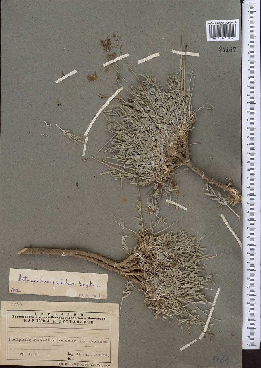 Астрагал красивый Korovin, Средняя Азия и Казахстан, Западный Тянь-Шань и Каратау (M3) (Казахстан)