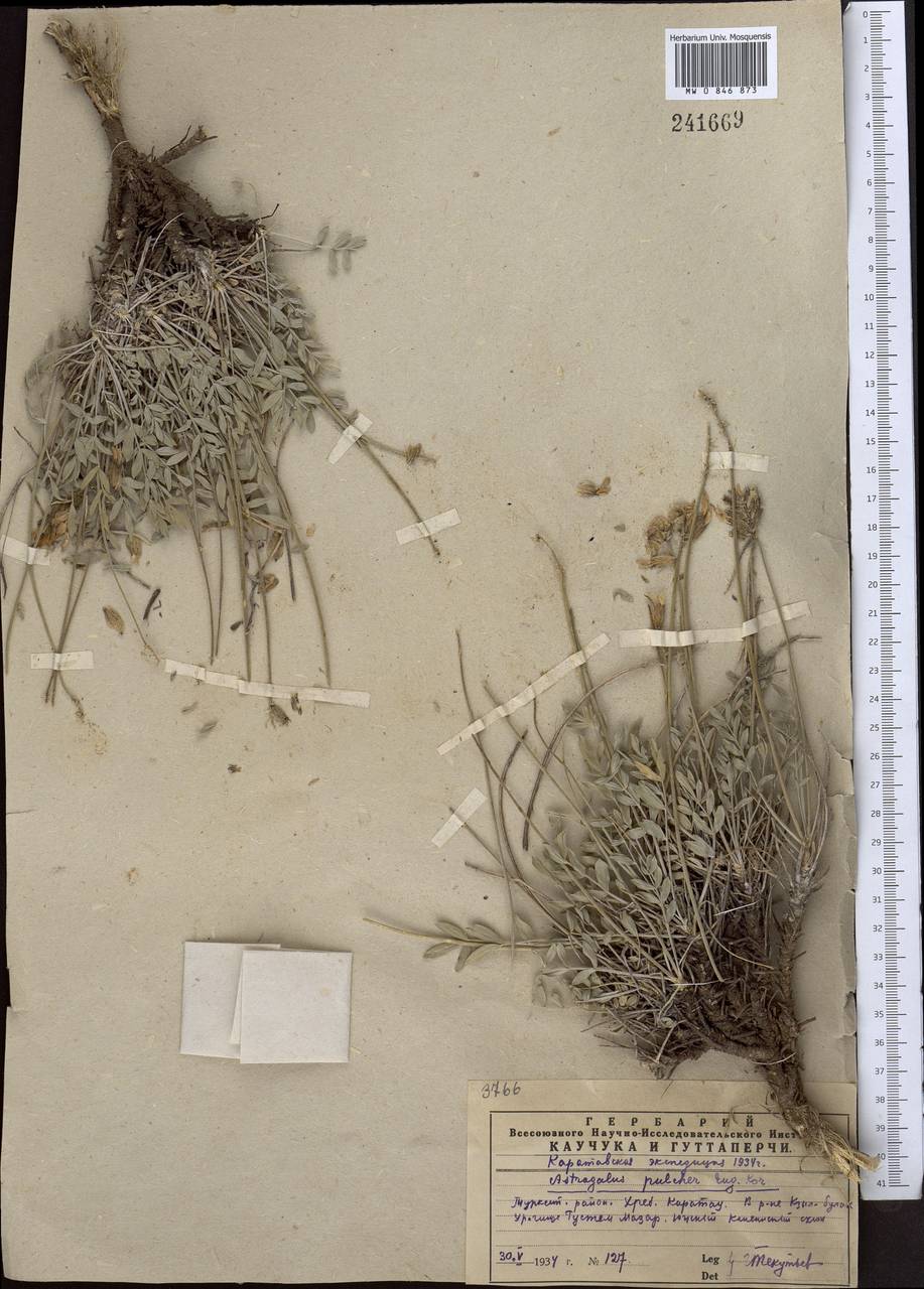 Астрагал красивый Korovin, Средняя Азия и Казахстан, Западный Тянь-Шань и Каратау (M3) (Казахстан)