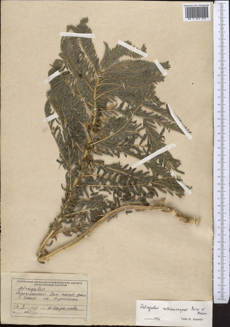 Астрагал сетчатоплодный Boiss. & Hohen. ex Boiss., Средняя Азия и Казахстан, Копетдаг, Бадхыз, Малый и Большой Балхан (M1) (Туркмения)