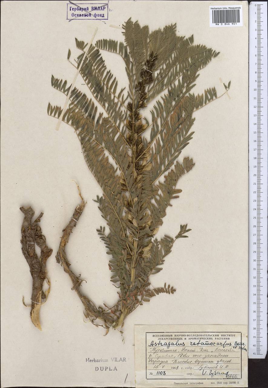 Астрагал сетчатоплодный Boiss. & Hohen. ex Boiss., Средняя Азия и Казахстан, Копетдаг, Бадхыз, Малый и Большой Балхан (M1) (Туркмения)