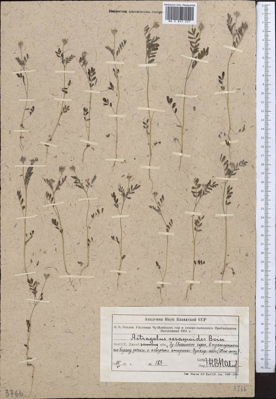 Астрагал кунжутный Boiss., Средняя Азия и Казахстан, Северный и Центральный Тянь-Шань (M4) (Казахстан)