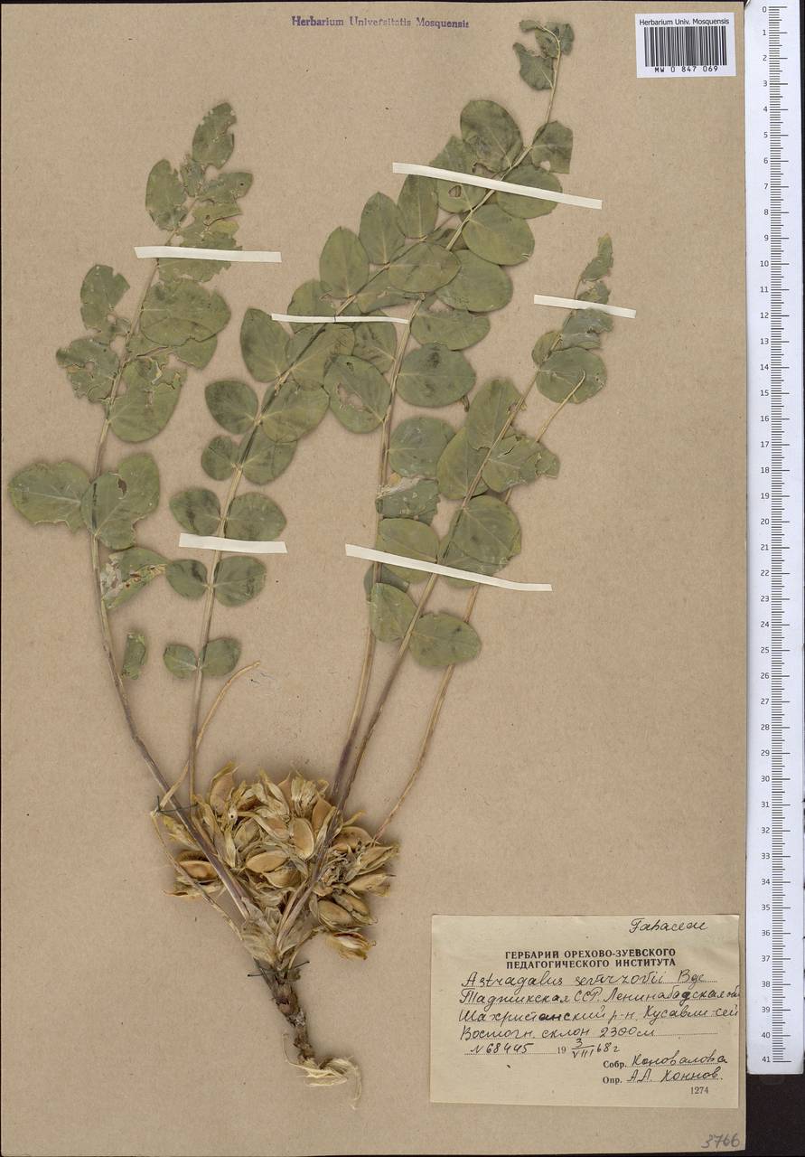 Астрагал Северцова, Средняя Азия и Казахстан, Памир и Памиро-Алай (M2) (Таджикистан)