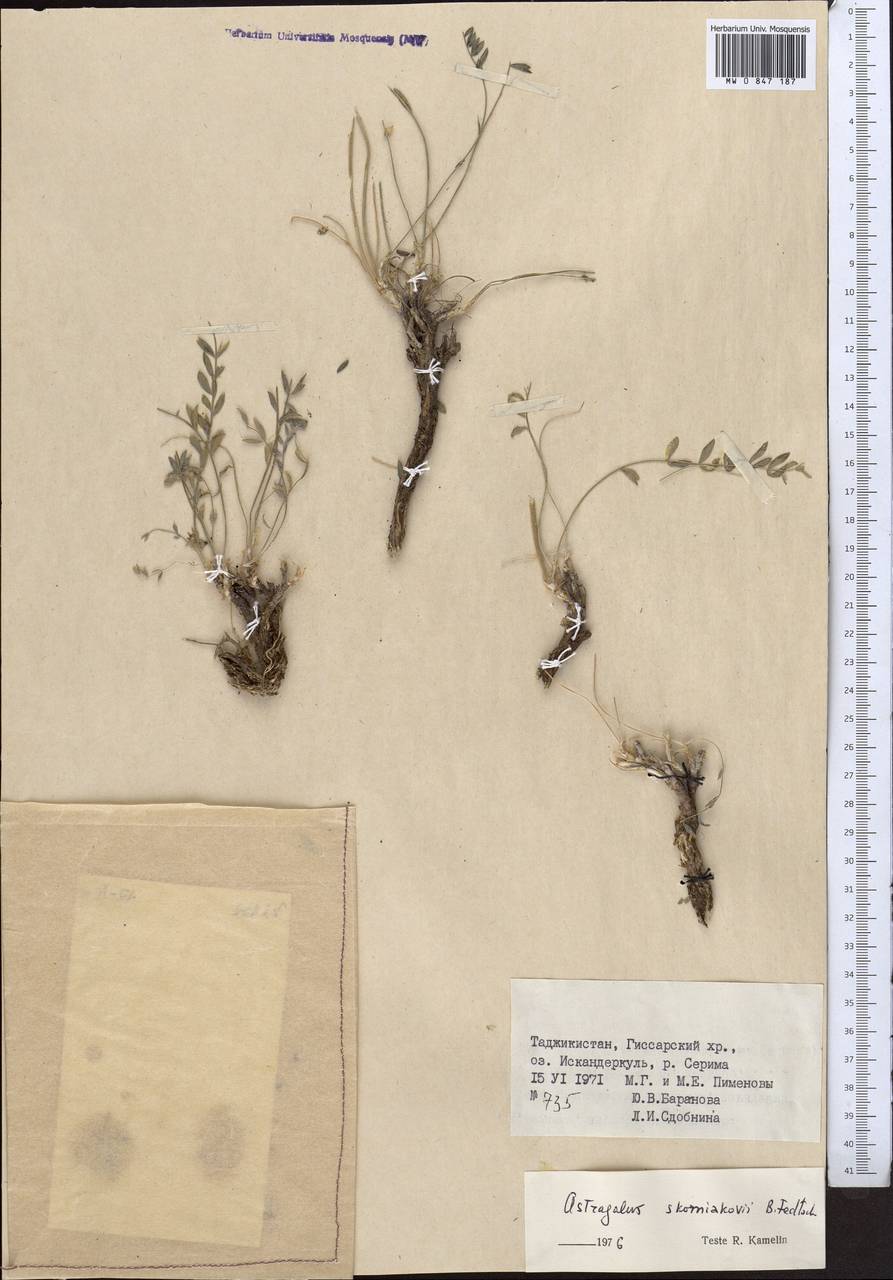 Astragalus masanderanus Bunge, Средняя Азия и Казахстан, Памир и Памиро-Алай (M2) (Таджикистан)