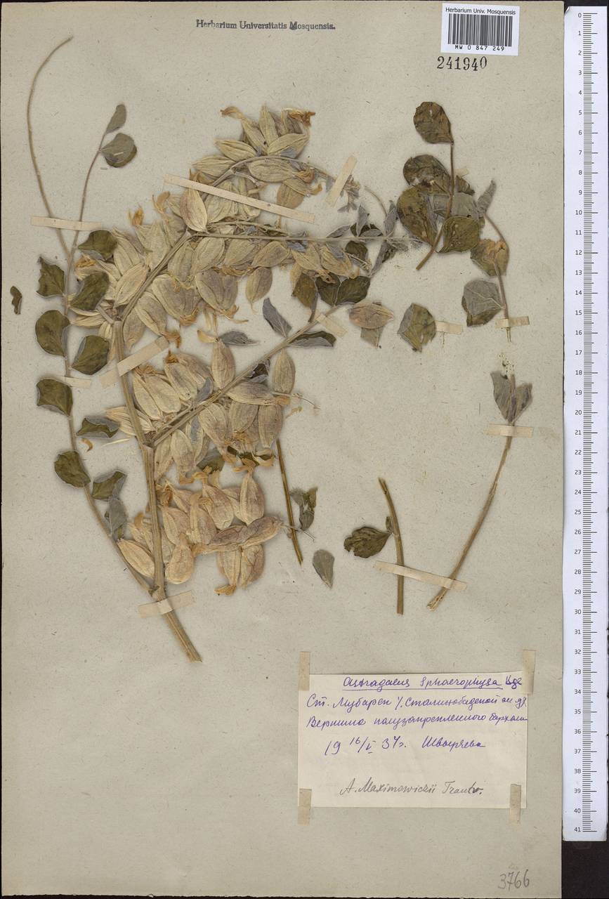 Астрагал шаровидновздутый Kar. & Kir., Средняя Азия и Казахстан, Сырдарьинские пустыни и Кызылкумы (M7) (Узбекистан)