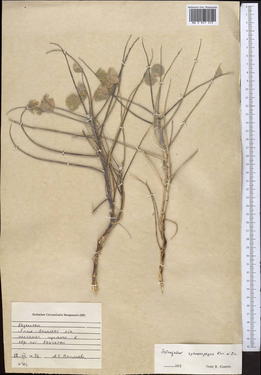 Астрагал шаровидновздутый Kar. & Kir., Средняя Азия и Казахстан, Муюнкумы, Прибалхашье и Бетпак-Дала (M9) (Казахстан)