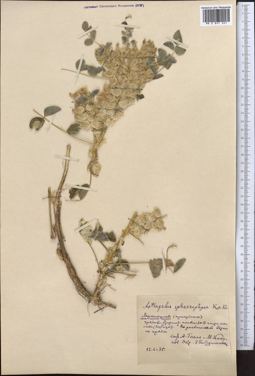 Астрагал шаровидновздутый Kar. & Kir., Средняя Азия и Казахстан, Муюнкумы, Прибалхашье и Бетпак-Дала (M9) (Казахстан)