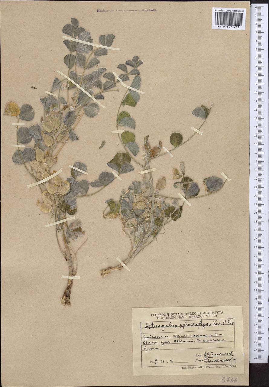 Астрагал шаровидновздутый Kar. & Kir., Средняя Азия и Казахстан, Муюнкумы, Прибалхашье и Бетпак-Дала (M9) (Казахстан)