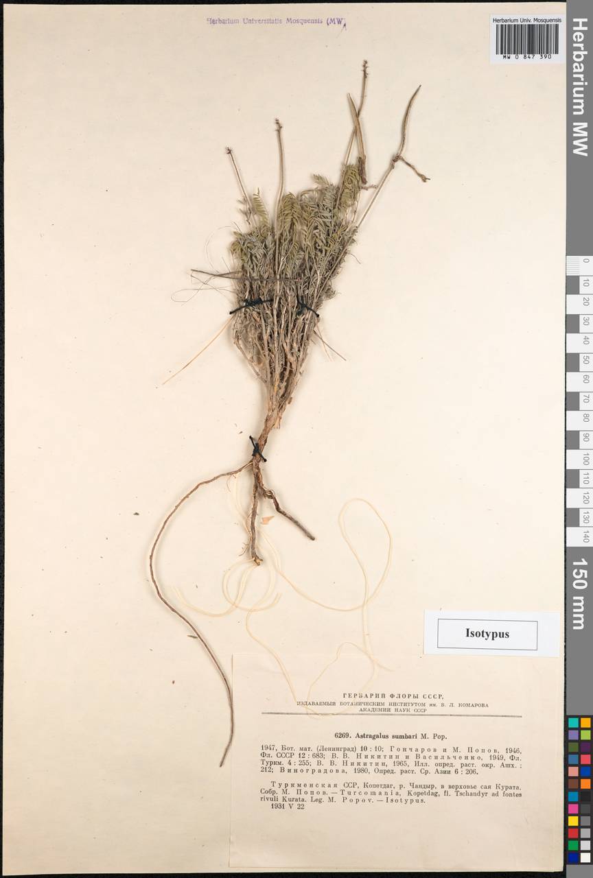Астрагал сумбарский Popov, Средняя Азия и Казахстан, Копетдаг, Бадхыз, Малый и Большой Балхан (M1) (Туркмения)