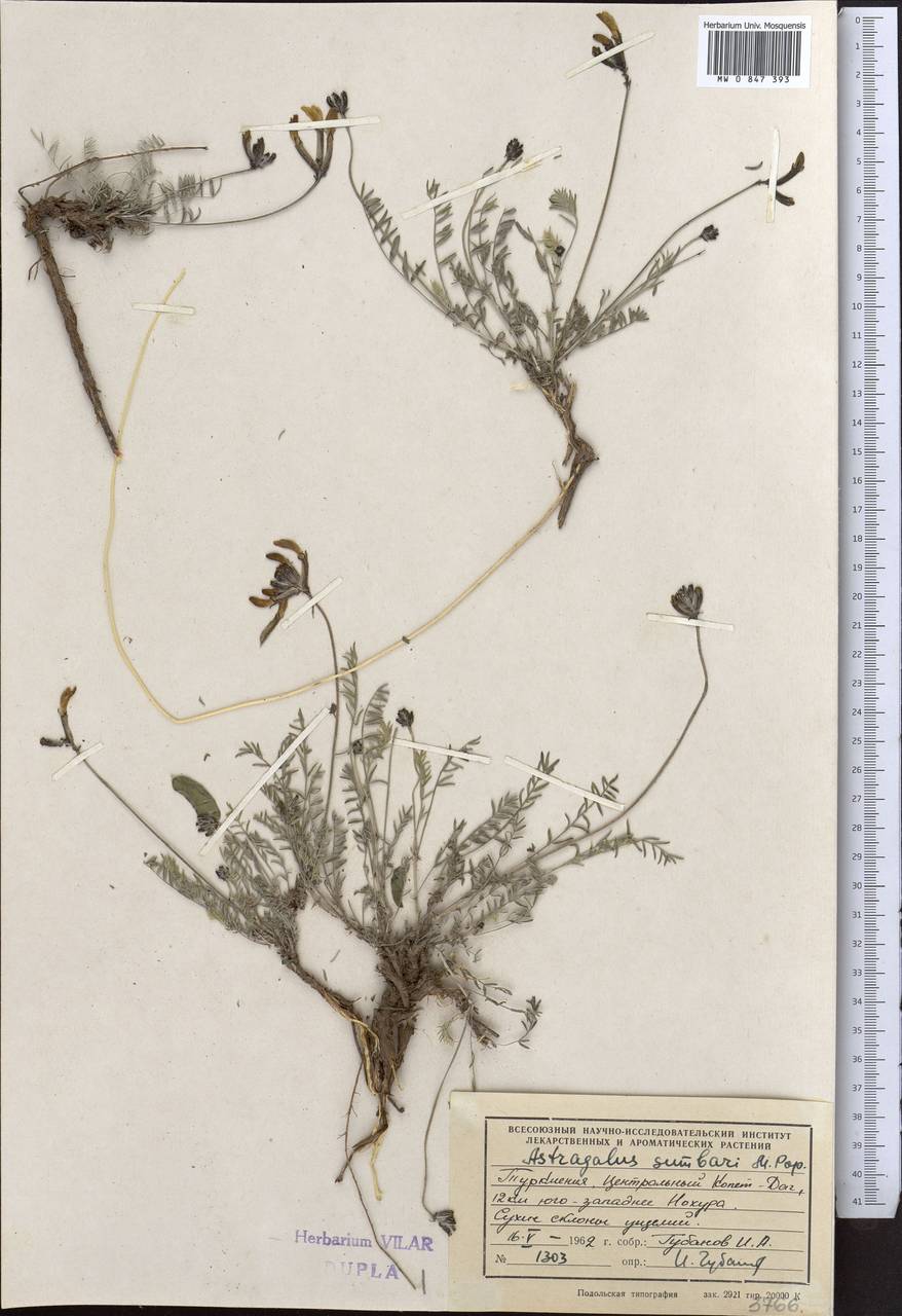 Астрагал сумбарский Popov, Средняя Азия и Казахстан, Копетдаг, Бадхыз, Малый и Большой Балхан (M1) (Туркмения)