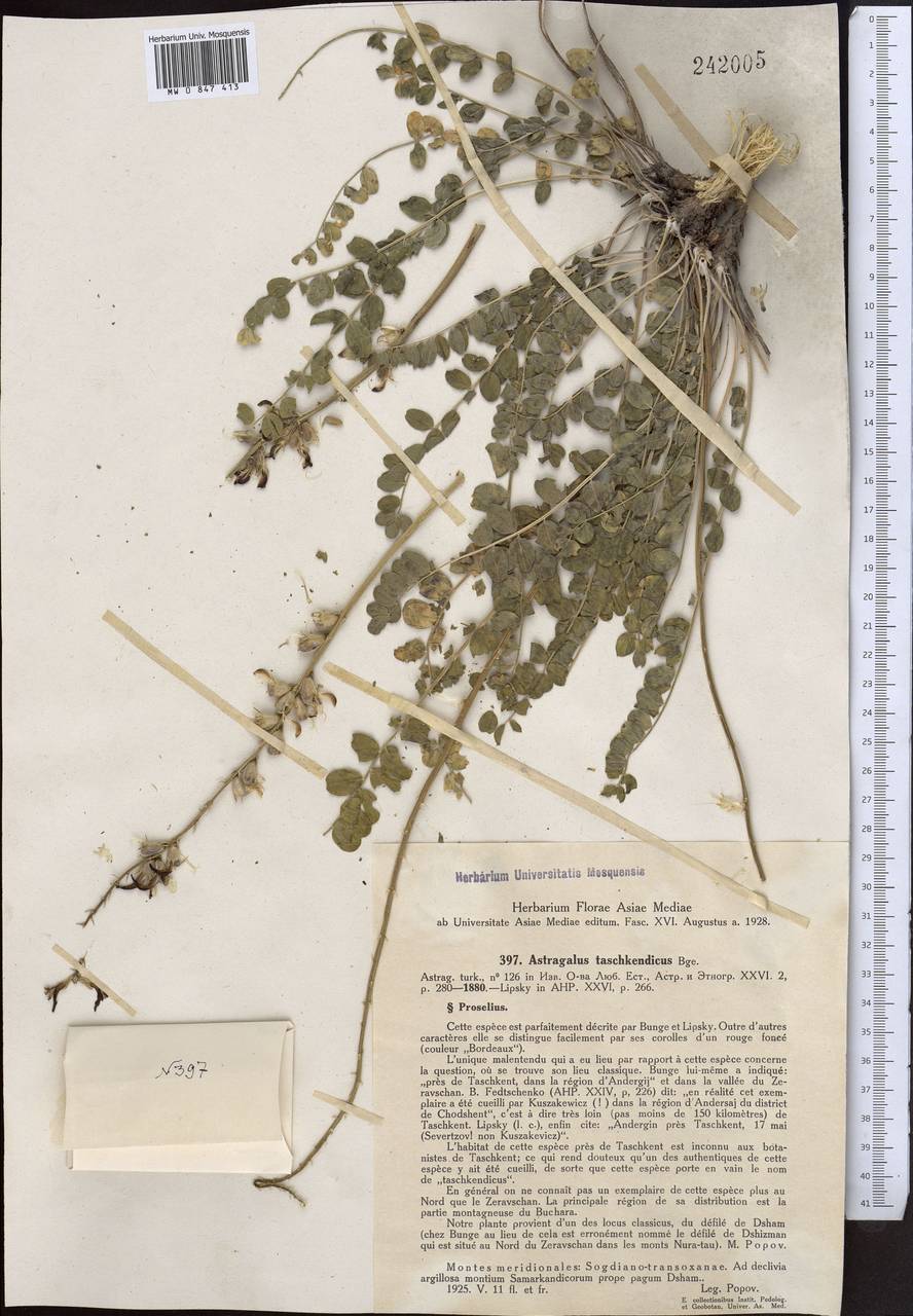 Астрагал ташкентский Bunge, Средняя Азия и Казахстан, Сырдарьинские пустыни и Кызылкумы (M7) (Узбекистан)