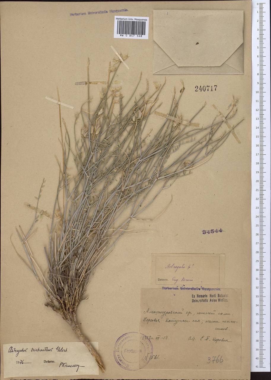 Астрагал волосистоцветковый Golosk., Средняя Азия и Казахстан, Северный и Центральный Тянь-Шань (M4)