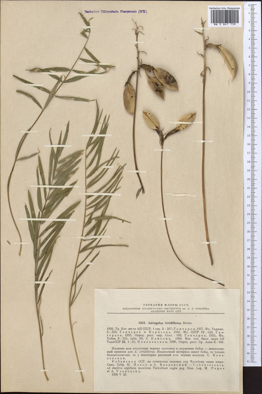 Astragalus viridiflorus A. Boriss., Средняя Азия и Казахстан, Памир и Памиро-Алай (M2) (Узбекистан)