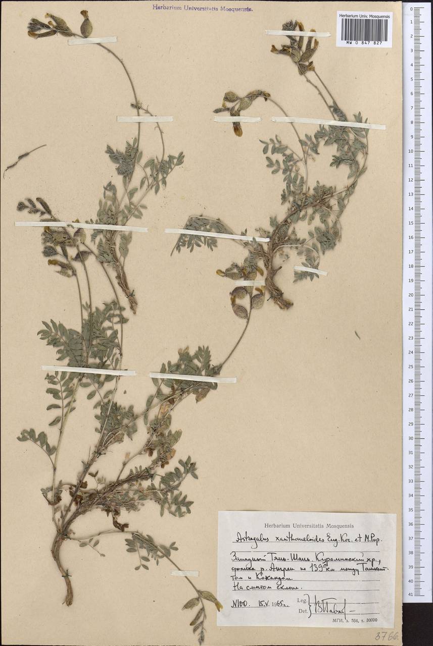 Астрагал черно-желтый Korovin & Popov, Средняя Азия и Казахстан, Западный Тянь-Шань и Каратау (M3) (Узбекистан)