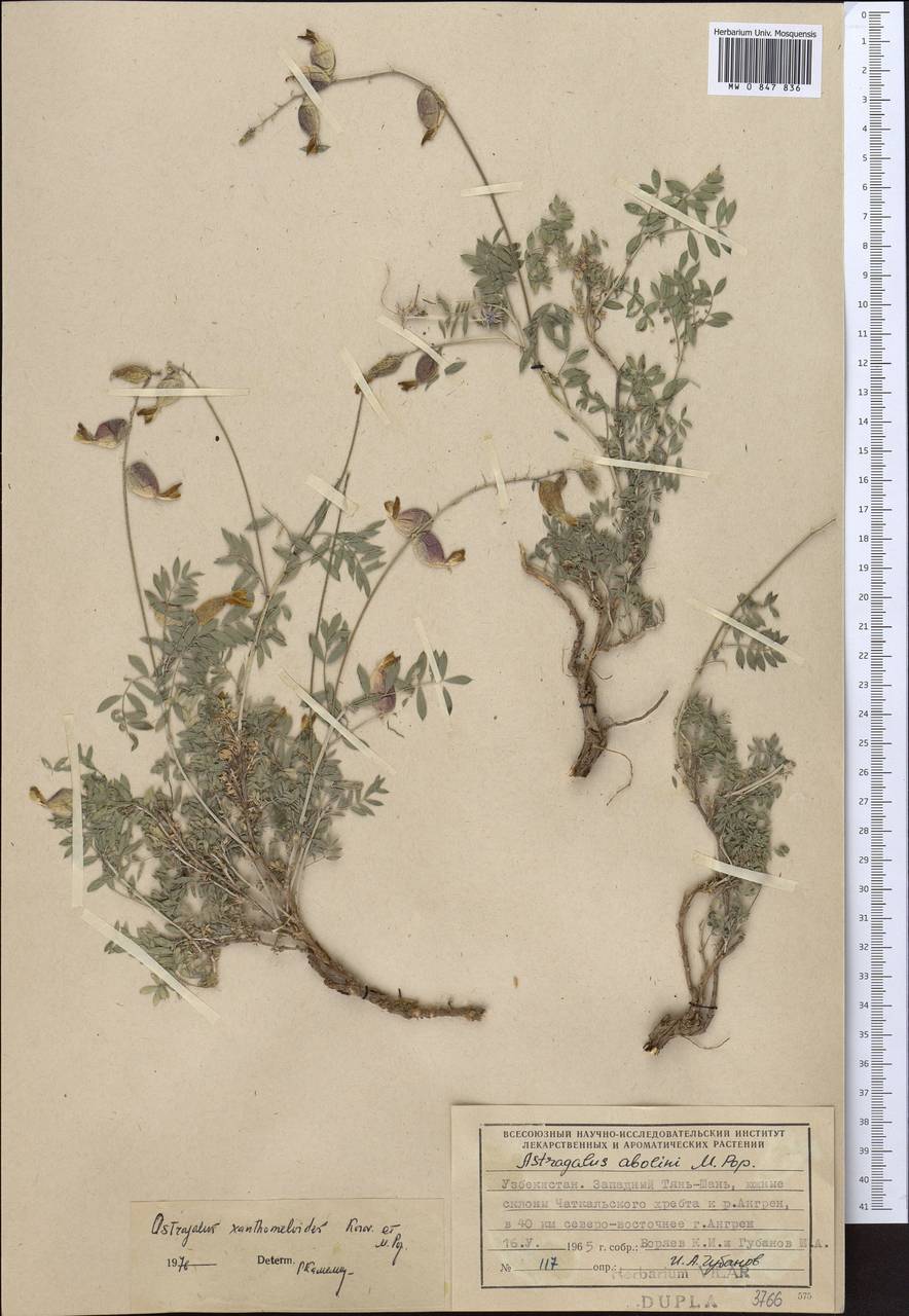 Астрагал черно-желтый Korovin & Popov, Средняя Азия и Казахстан, Западный Тянь-Шань и Каратау (M3) (Узбекистан)