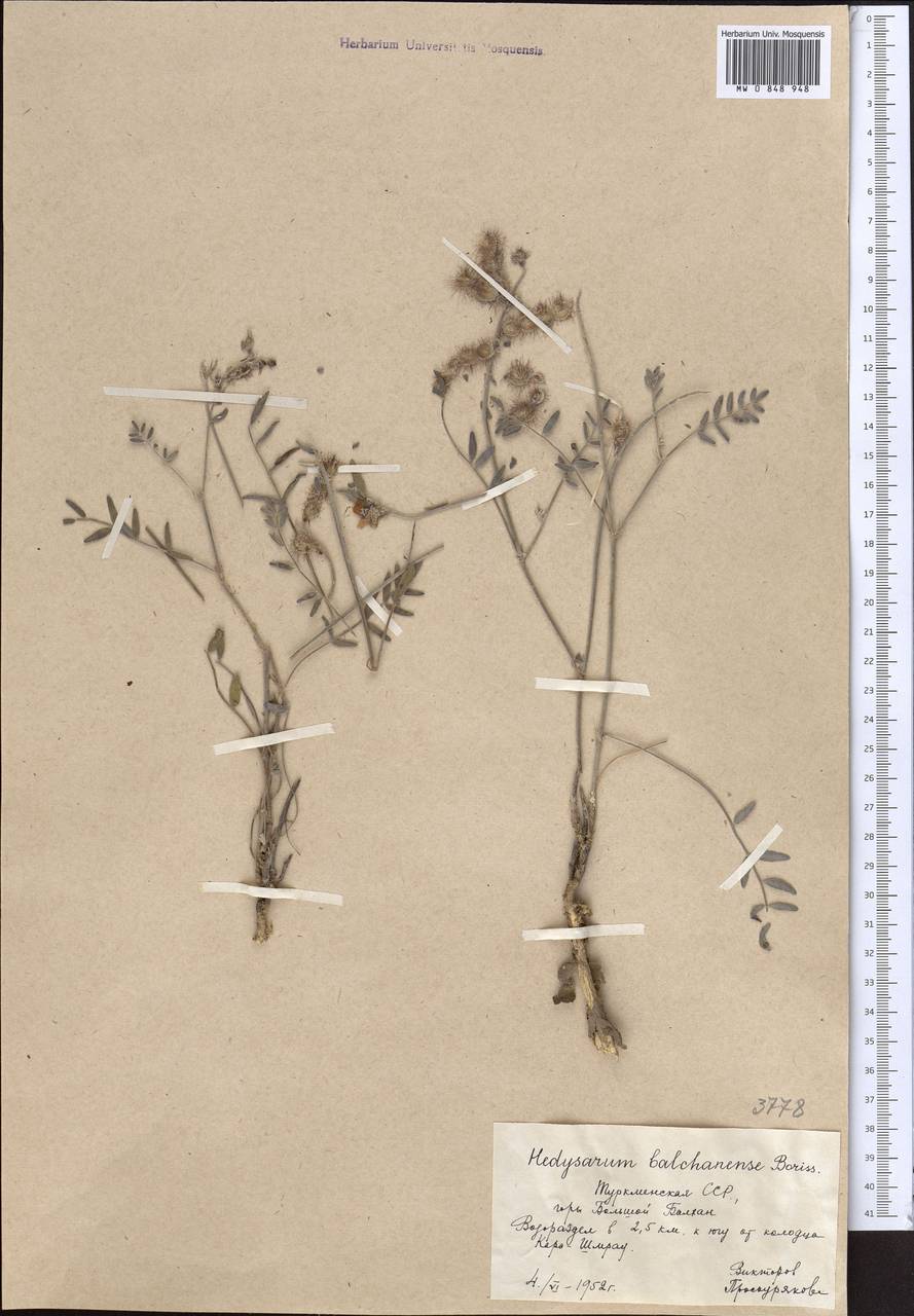 Hedysarum macranthum Freyn & Sint., Средняя Азия и Казахстан, Копетдаг, Бадхыз, Малый и Большой Балхан (M1) (Туркмения)